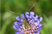 Nemophora metallica