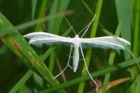 Pterophorus pentadactylus