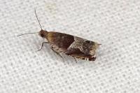 Ancylis sparulana