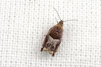 Ancylis sparulana