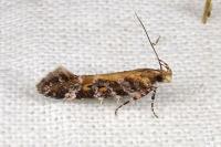 Aristotelia decoratella