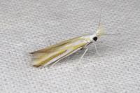 Coleophora