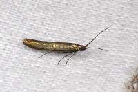 Coleophora