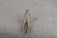 Coleophora