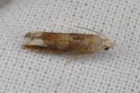 Eucosma conterminana