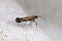 Euspilapteryx auroguttella