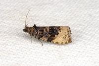 Hedya ochroleucana