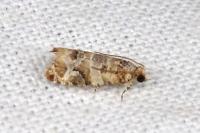Lobesia botrana