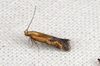 Metzneria artificella