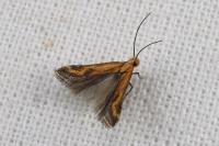 Metzneria artificella
