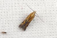 Metzneria artificella