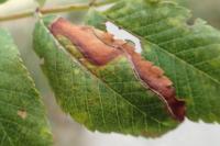 Lyonetia clerkella
