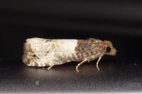 Notocelia roborana