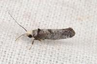 Paraswammerdamia nebulella