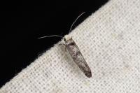 Paraswammerdamia nebulella