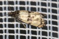 Cochylis atricapitana