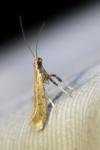 Aspilapteryx limosella