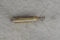 Pleurota aristella