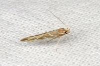 Pyroderces argyrogrammos