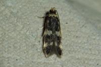 Oegoconia