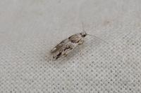Recurvaria nanella