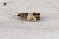 Spilonota ocellana
