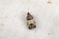 Spilonota ocellana