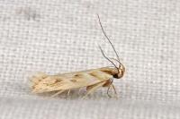 Stomopteryx detersella