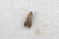 Stomopteryx