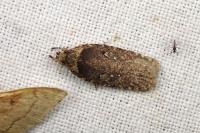 Agonopterix ciliella/heracliana