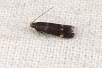 Aproaerema anthyllidella