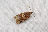 Argyrotaenia ljungiana