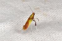 Caloptilia alchimiella