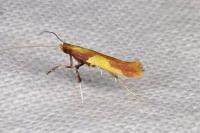 Caloptilia alchimiella