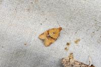 Clepsis consimilana