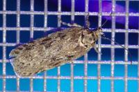 Depressaria