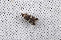 Oegoconia