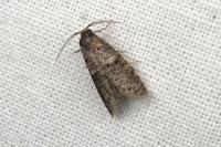 Penestoglossa dardoinella