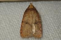 Agonopterix angelicella