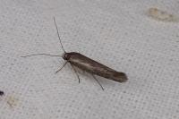 Scythris