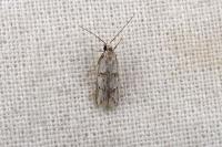 Symmocoides oxybiella
