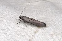 Yponomeuta sedella