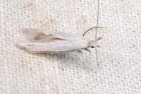 Coleophora