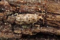 Lobesia botrana