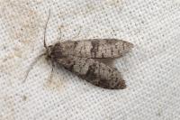 Penestoglossa dardoinella