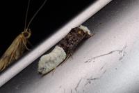 Trichophaga bipartitella