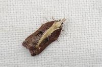 Acleris cristana