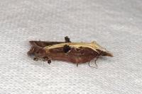 Acleris cristana