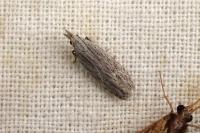 Anarsia spartiella