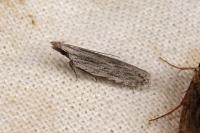 Anarsia spartiella
